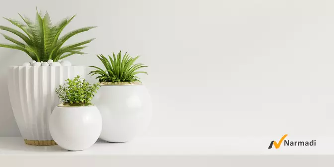 Penghijauan Ruang Keluarga